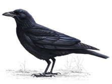 a black crow