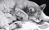  Edward Gorey at his home on Cape Cod